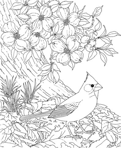 Red Cardinal And Dogwood Blossom North Carolina Bird And Flower Coloring Page